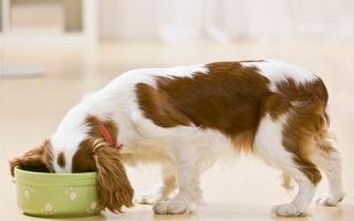 Чому у собаки відрижка?  Як лікувати?  Відрижка у собаки після їжі Відрижка у шпіца після їжі