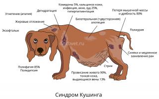 Зміни концентрації кортизолу у крові собак: діагностичні та клінічні аспекти